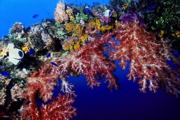 Soft Corals on the Fujikawa Maru, Truk Lagoon. by Eric Bancroft 